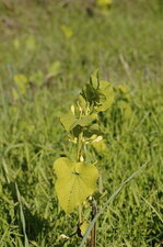 Aristoloche clématite