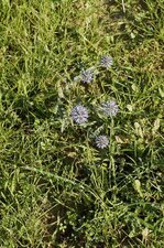 Echinops ritro