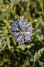 Echinops ritro
