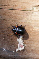 Chrysolina sanguinolenta - sous réserve