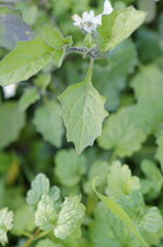 Feuille de morelle velue