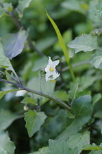 Fleur de morelle velue