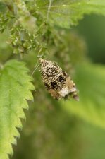 Papillon nocturne
