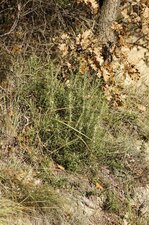 Romarin officinale