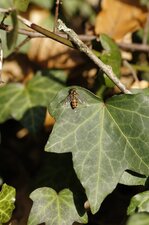 Syrphe ceinturé