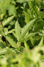 Feuille de Reine des prés