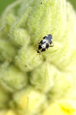 Liocoris tripustulatus