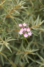 Centaurium sp.
