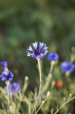 Bleuet
