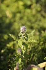 Menthe sp.