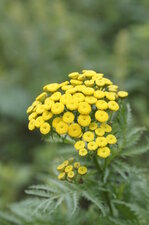 Fleur de Tanaisie commune