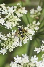 Tenthredo marginella - sous réserve