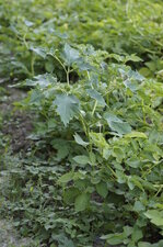 Datura et plants d