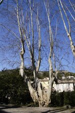 Platane