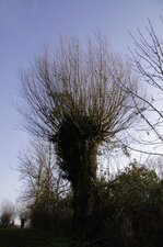 Trogne de profil