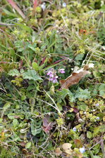 Erodium bec-de-grue