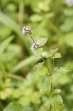 Menthe aquatique