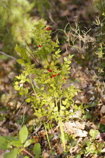 Fragon piquant
