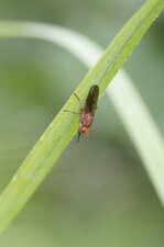 Tetanocera sp. ?