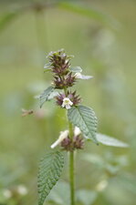 Stachys recta