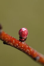 Hummm, la belle cerise à venir...