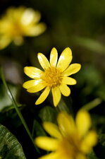 Fleur de ficaire fausse renoncule