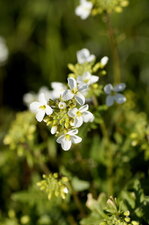Fleurs d