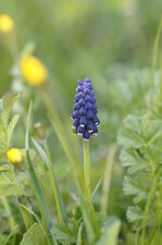 Muscari botryoide