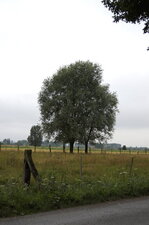 Saule têtard