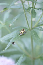 Helophilus trivittatus