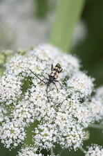 Lepture tâchetée