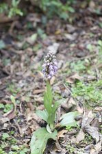 Orchis à grandes bractées