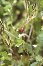 Coccinelle à 7 points