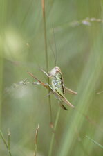 Sauterelle femelle