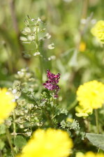 Fumeterre Officinale