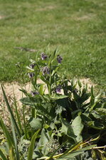 Consoude officinale