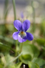 Violette odorante