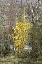Forsythia