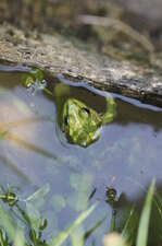 Grenouille verte