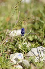 Muscari Botryoide