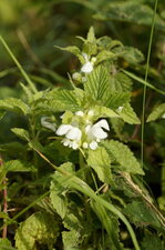 Lamier blanc