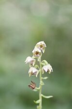Epipactis sp.