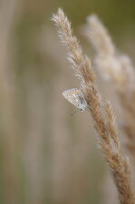 Azuré sp.