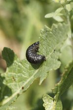 La victime du jour ?Gonioctena viminalis