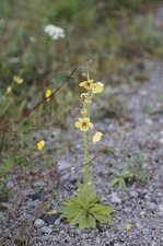 La Molène blatttaire - sous réserve