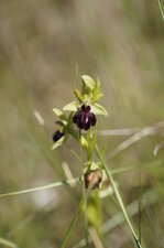 Ophrys aranifera - sous réserve
