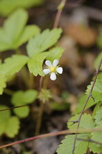 Fraisier des bois