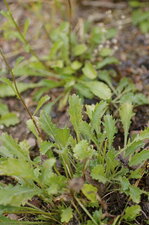 Stellaire sp. ???