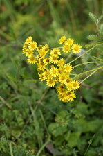 Fleurs de sénéçon jacobée