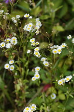 Erigeron sp.